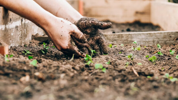 在家轻松种植营养食品的方法