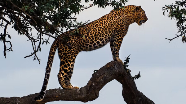 Танец ягуара: живая традиция Мексики