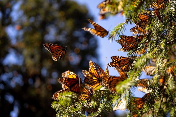 Arrival of Monarch Butterflies Expected in Michoacán