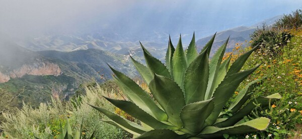 Мексика: Компании компенсируют углеродный след с помощью марки «Керетаро»