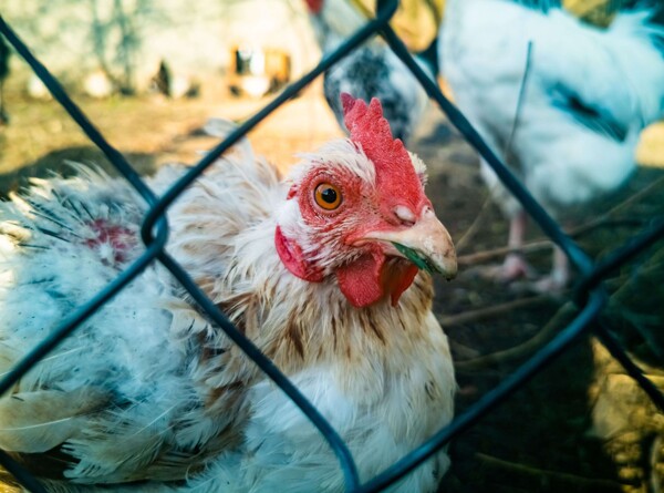 Первый случай человеческого заболевания авиаринфлюензой A(H5N2) обнаружен в Мексике