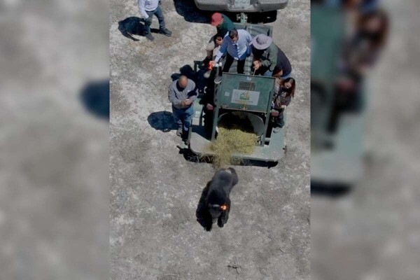 塔德奥熊在八个月康复后重返野外