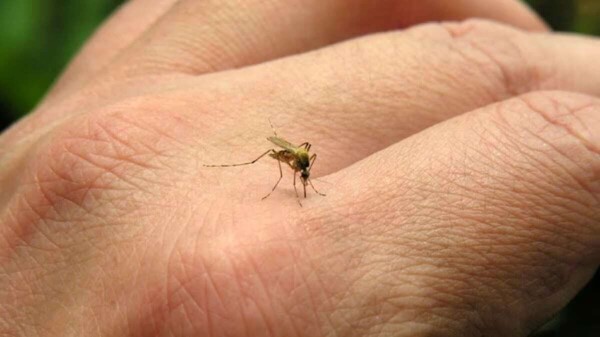 Тревожный рост случаев денге в Мексике