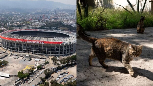 Azteca Stadium Controversy: Cats Face Eviction