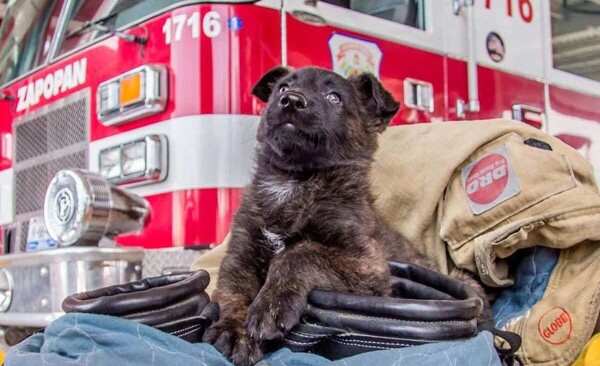Despedida del héroe perro Capitán en México