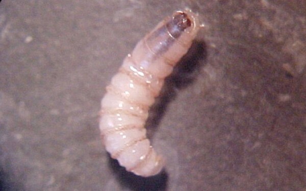 First Case of Screw Worm Infestation in Oaxaca