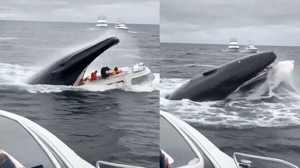 Impressive humpback whale sighting