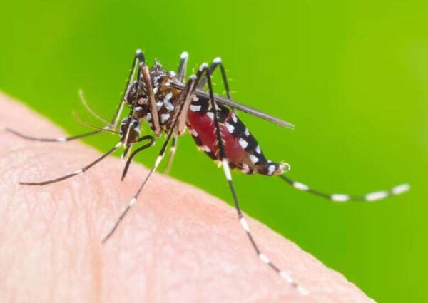 Mexico Announces National Campaign Against Chikungunya and Dengue