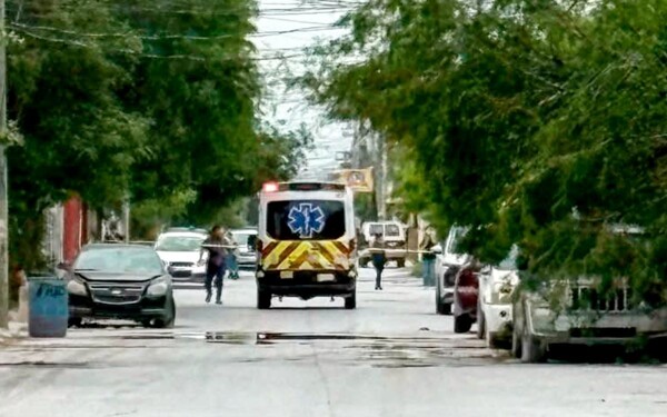 Man Dies After Attack by Africanized Bees in Reynosa