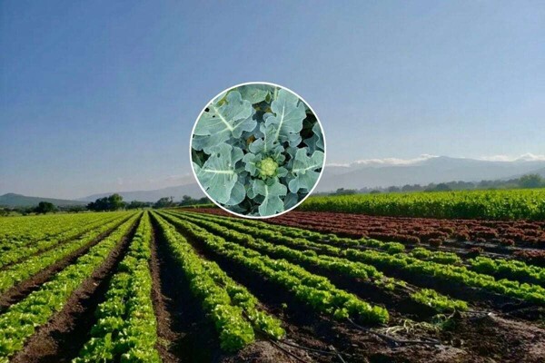 Guanajuato Leads in Cauliflower Production
