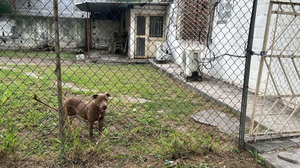 Pitbull Attack in Monterrey School Injures Students