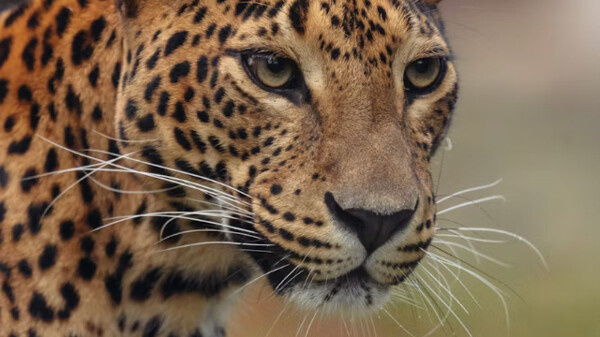 Значение Танца Ягуара: связь с силами предков