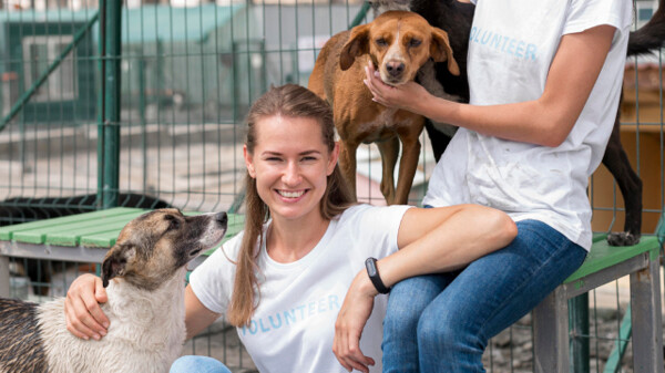 Animal Shelter Architecture