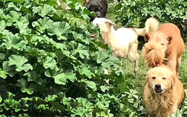 Mexico City Court Orders Return of Animal Shelter Land Amid Dispute with Foundation