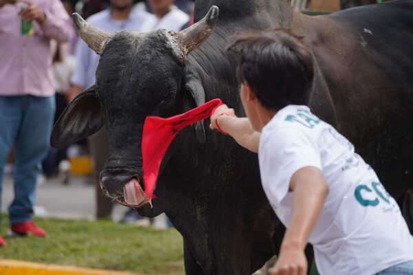 Proposal to Ban Bullfighting in CDMX Advances