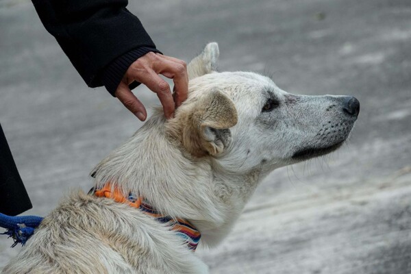Mexico City Recognizes Community Dogs