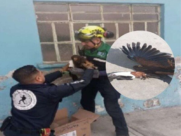 Rescue of Injured Hawk in Azcapotzalco