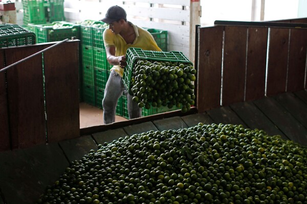 Closure of Lemon Packers in Apatzingán Due to Extortion