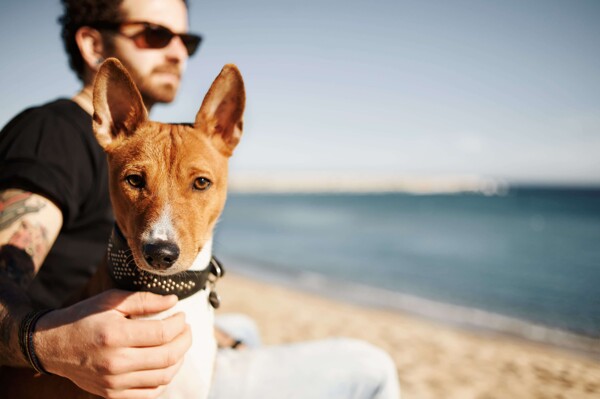 Regulations on Pets in Acapulco Condominiums