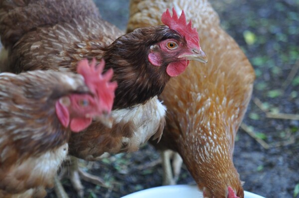 Первая смерть от птичьего гриппа A(H5N2) подтверждена в Мексике