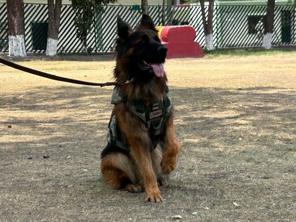 Arkadas, the Mexican canine hero turns 2 years old