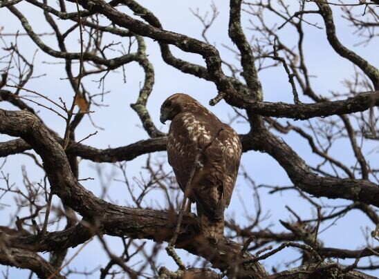 瓜纳华托为野生动物提供第二次机会