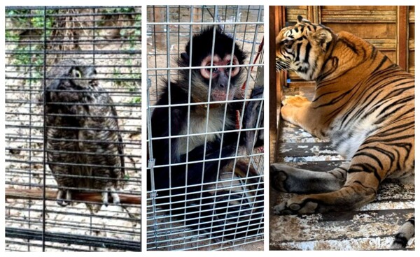 Arrest in Tijuana for Wildlife Crimes