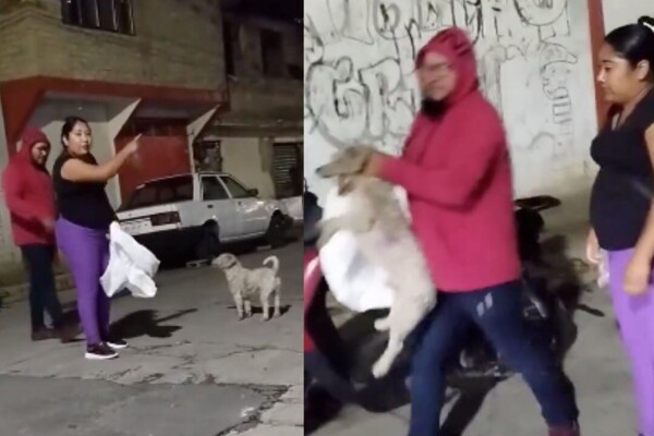 Пёс, похищенный в Иктепалуке, вызывает общественное возмущение