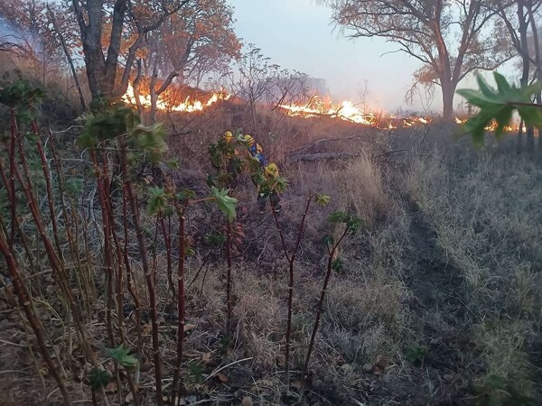 Forest Fire in Zapopan's La Primavera Forest