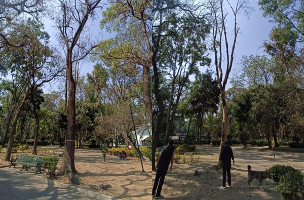 Tree Replacement in Mexico City Park