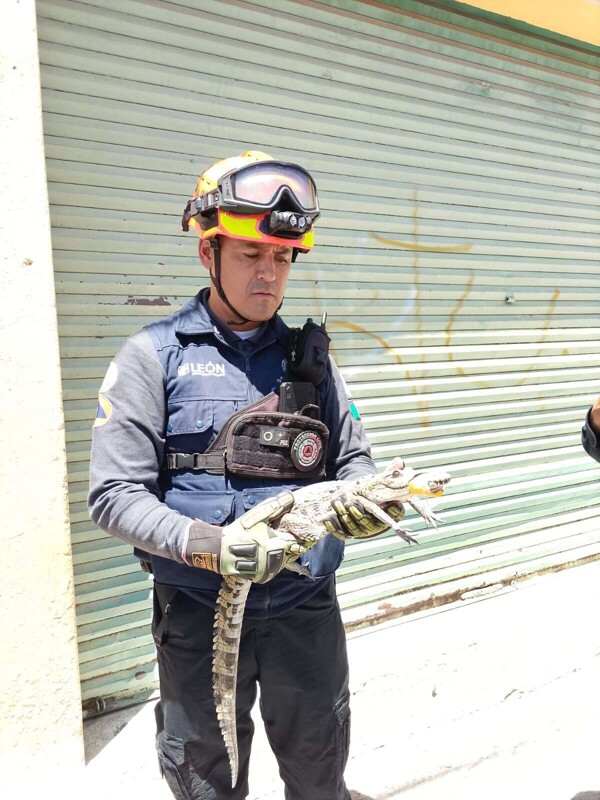 Crocodile Found on House Roof in León