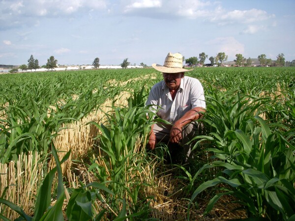 Agricultural Production Surges Despite Drought in Querétaro