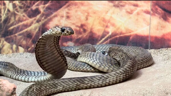 瓜达拉哈拉动物园推出家庭活动和眼镜蛇展览