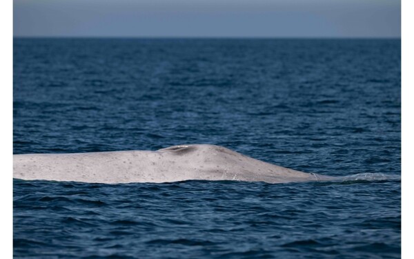 Rare Albino Blue Whale Spotted in Mexico