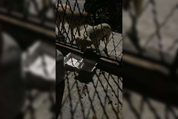 Брошенная собака спасена из забора в Гвадалахаре