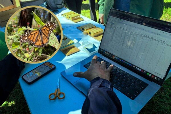 México lanza sistema de monitoreo innovador para mariposas Monarca