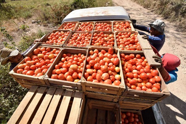 US Tomato Tariffs May Impact Mexican Economy