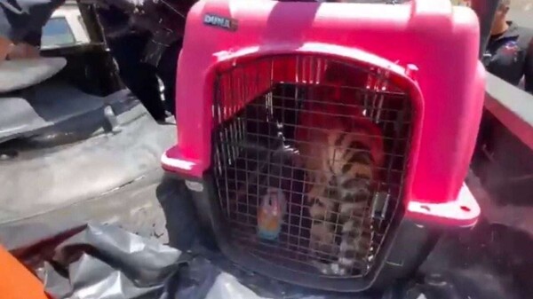 墨西哥救出恶劣条件下的孟加拉虎幼崽