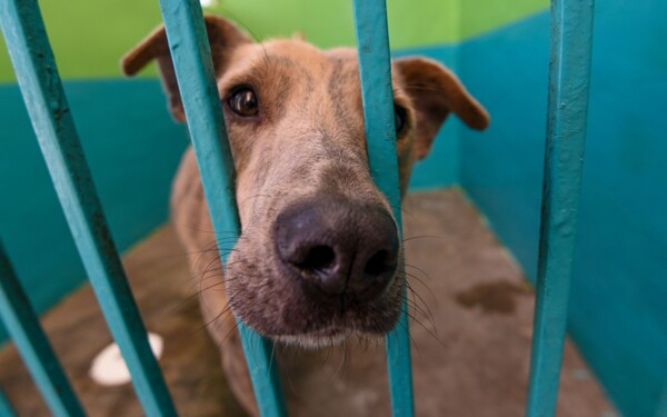 Debate on Animal Protection in Mexico