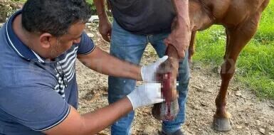 Alert from Sanitary Authorities in Mapastepec