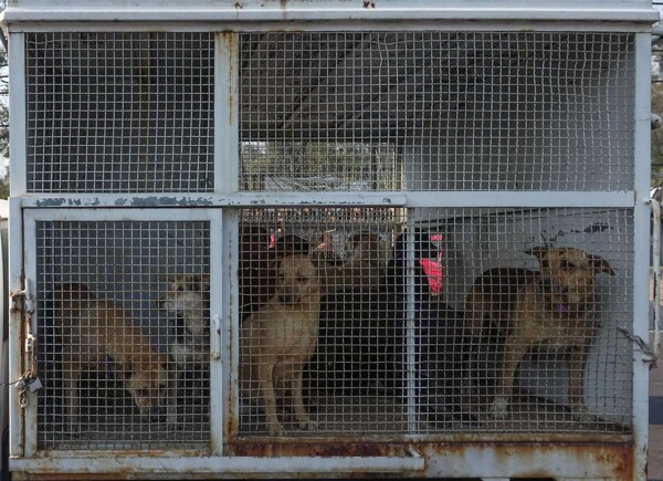 Return of 'Franciscanitos' to Shelter Imminent