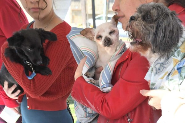 Emergency Measures for Stray Animals in Monterrey