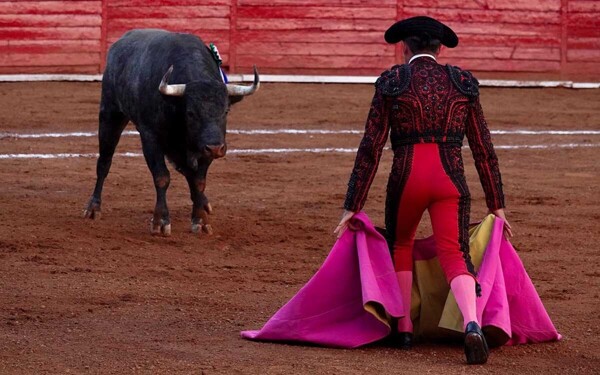 Claudia Sheinbaum Advocates for Animal Rights in Bullfighting Debate