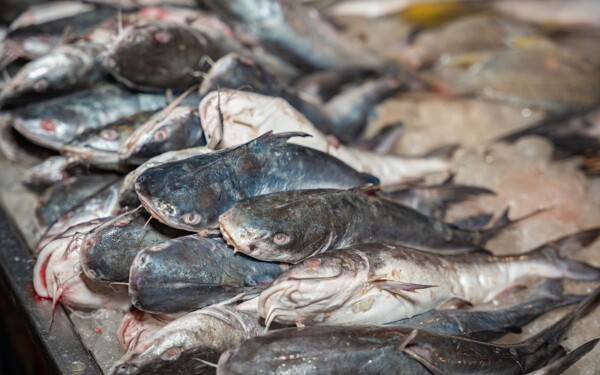 38% of fish in Mexico are substituted with cheaper species