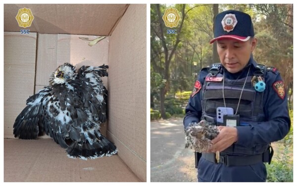 Police Rescue Injured Eagle in Mexico City