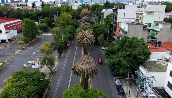 The Palm Crisis in Mexico City