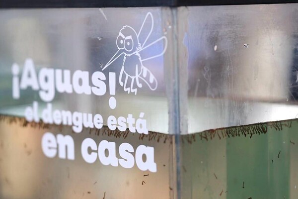 Urgent Health Warning: Dengue Cases Rise in Jalisco