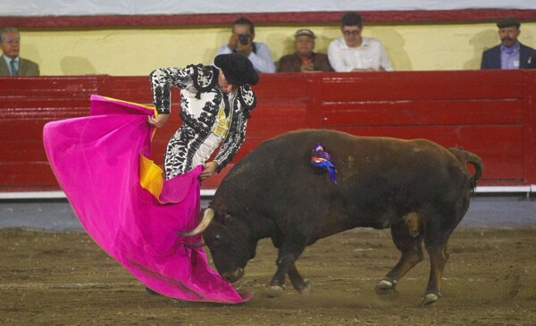 New Animal Protection Regulations in Mexico City