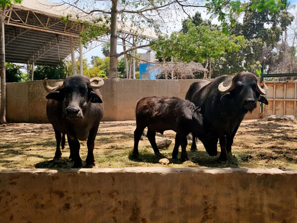 Profepa Rescues Animals from Culiacán Zoo