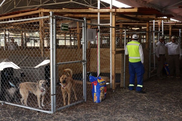 34 Dogs in Mexico City Die After Rescue from Shelter